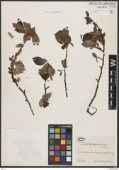 Foto von Salix buergeriana Miq.